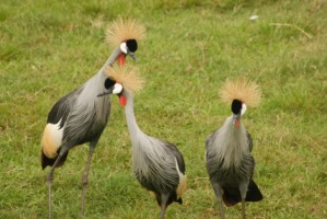 Predator Park Tours, Pilanesberg